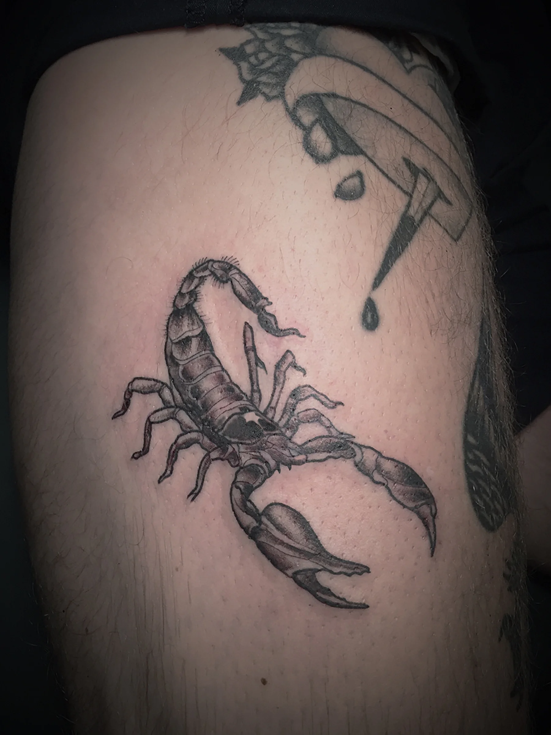 scorpian.jpg