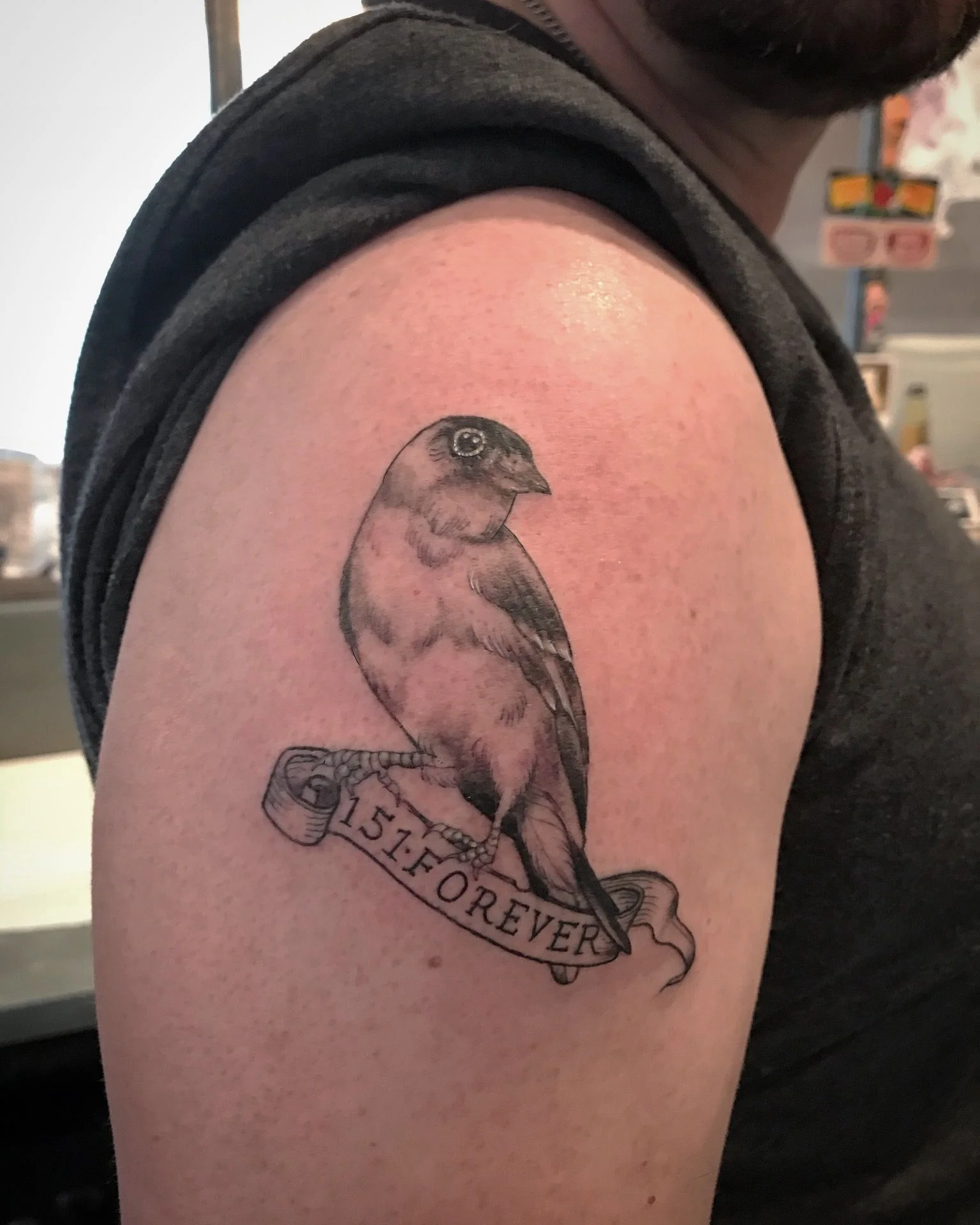 finch.jpg