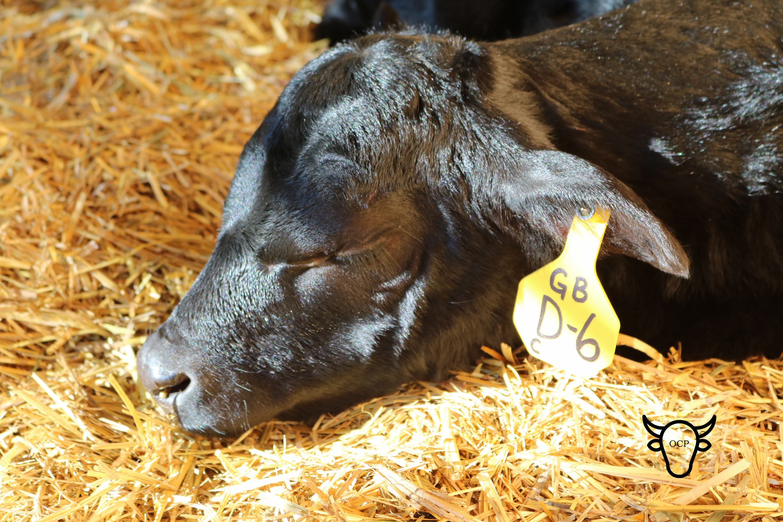 A sleeping Banana. It is not very often you can catch a calf dozing!