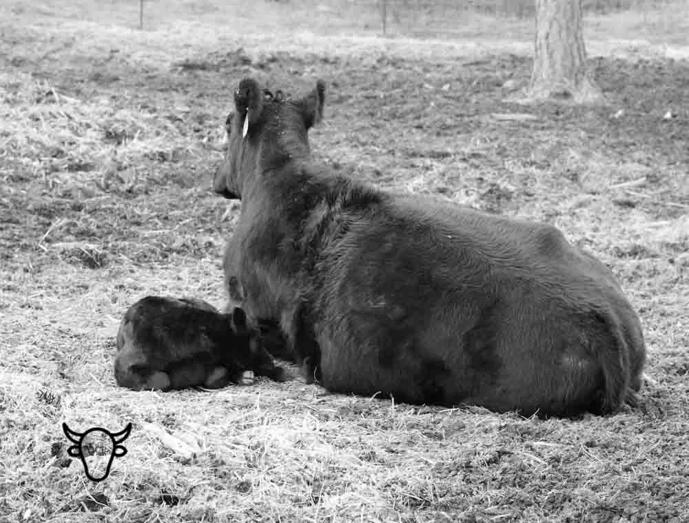 Millie and March Cuddle