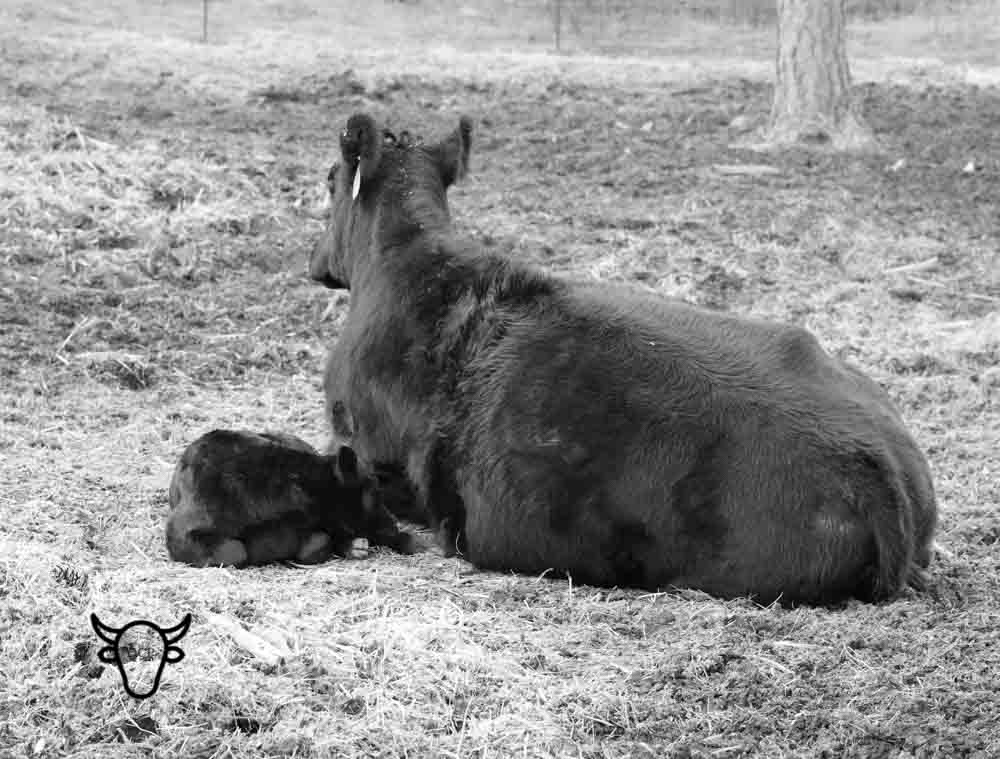 Millie and March Cuddle