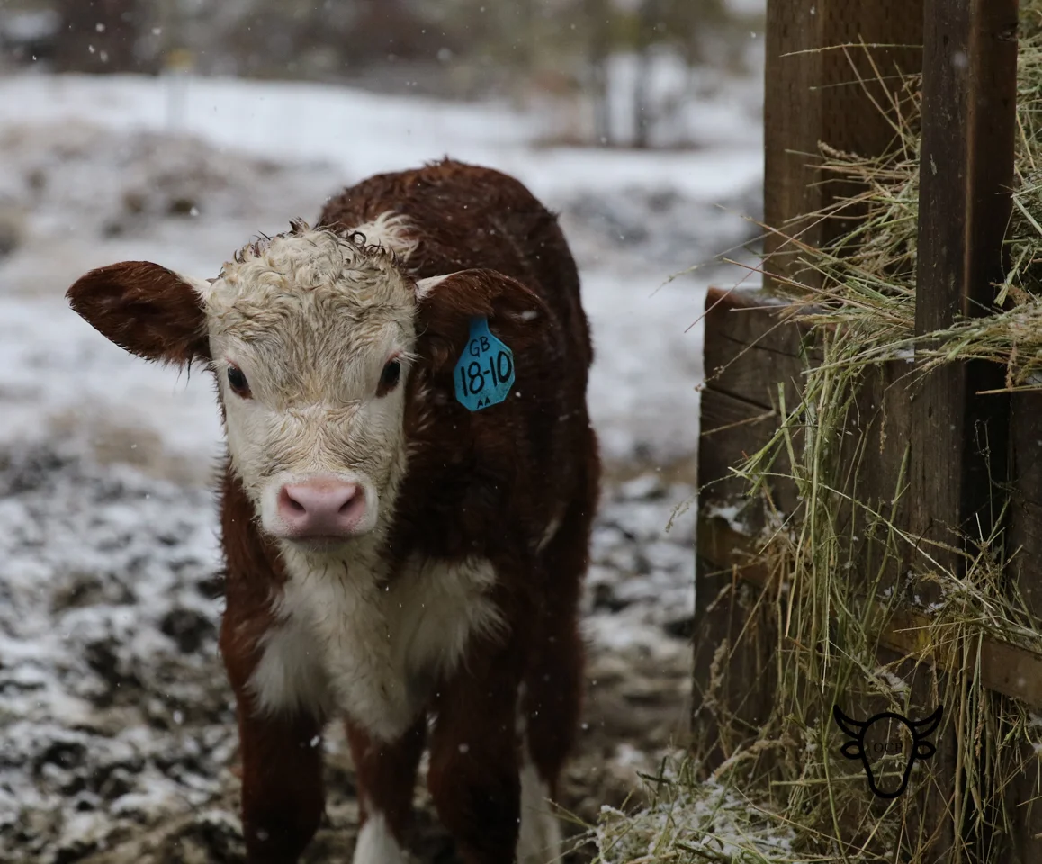 You can only stay clean so long at G&B Ranch