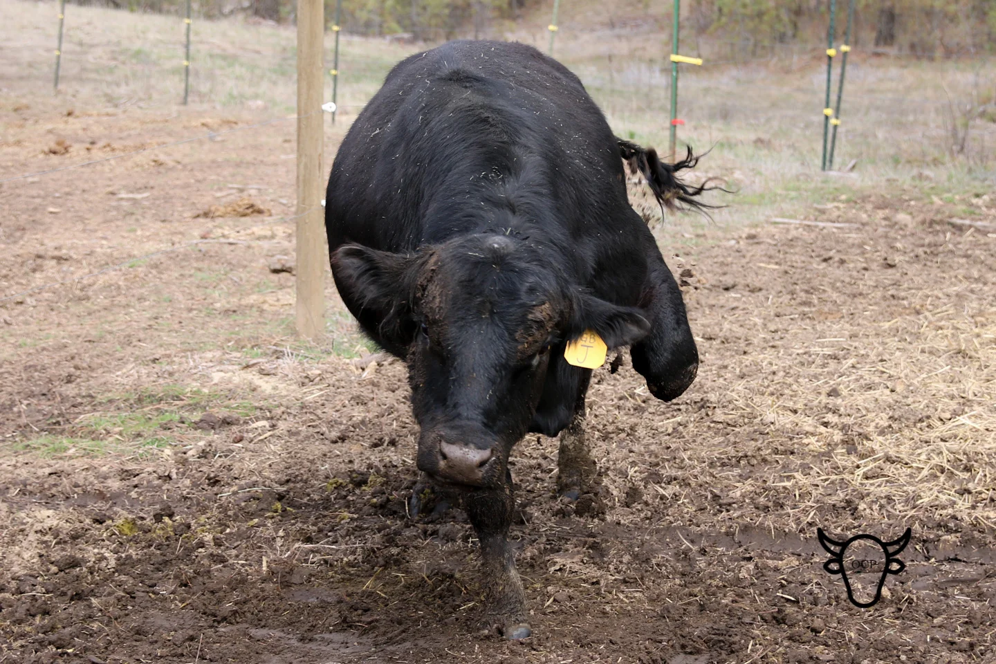 Dietz, K C F Bennett Southside sired bull, is putting on a show for me and his ladies. Tree Pose anyone?
