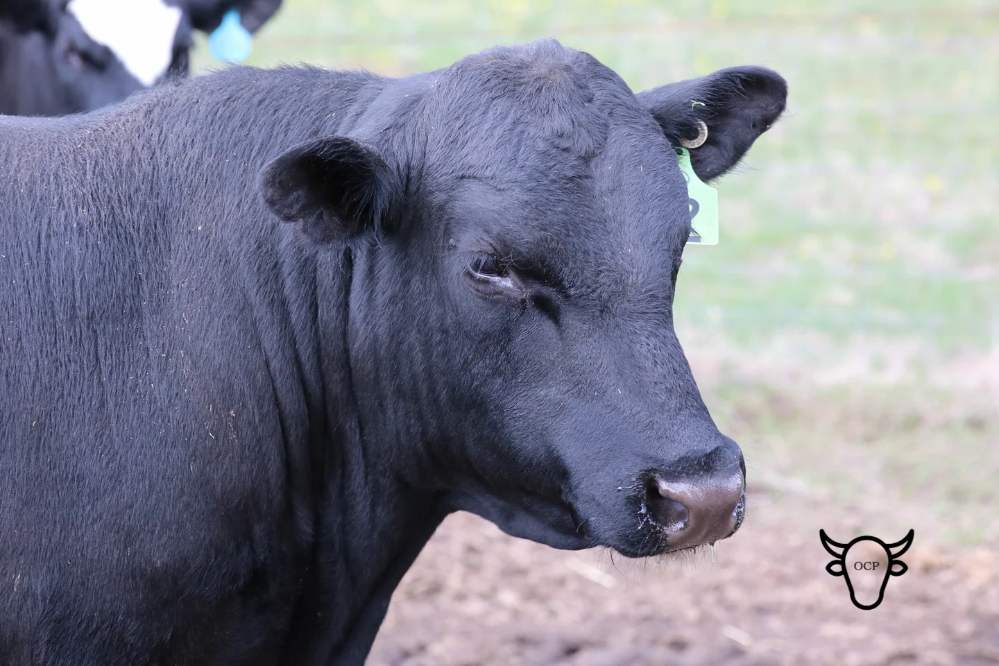 Murphy is covering the recipient herd.