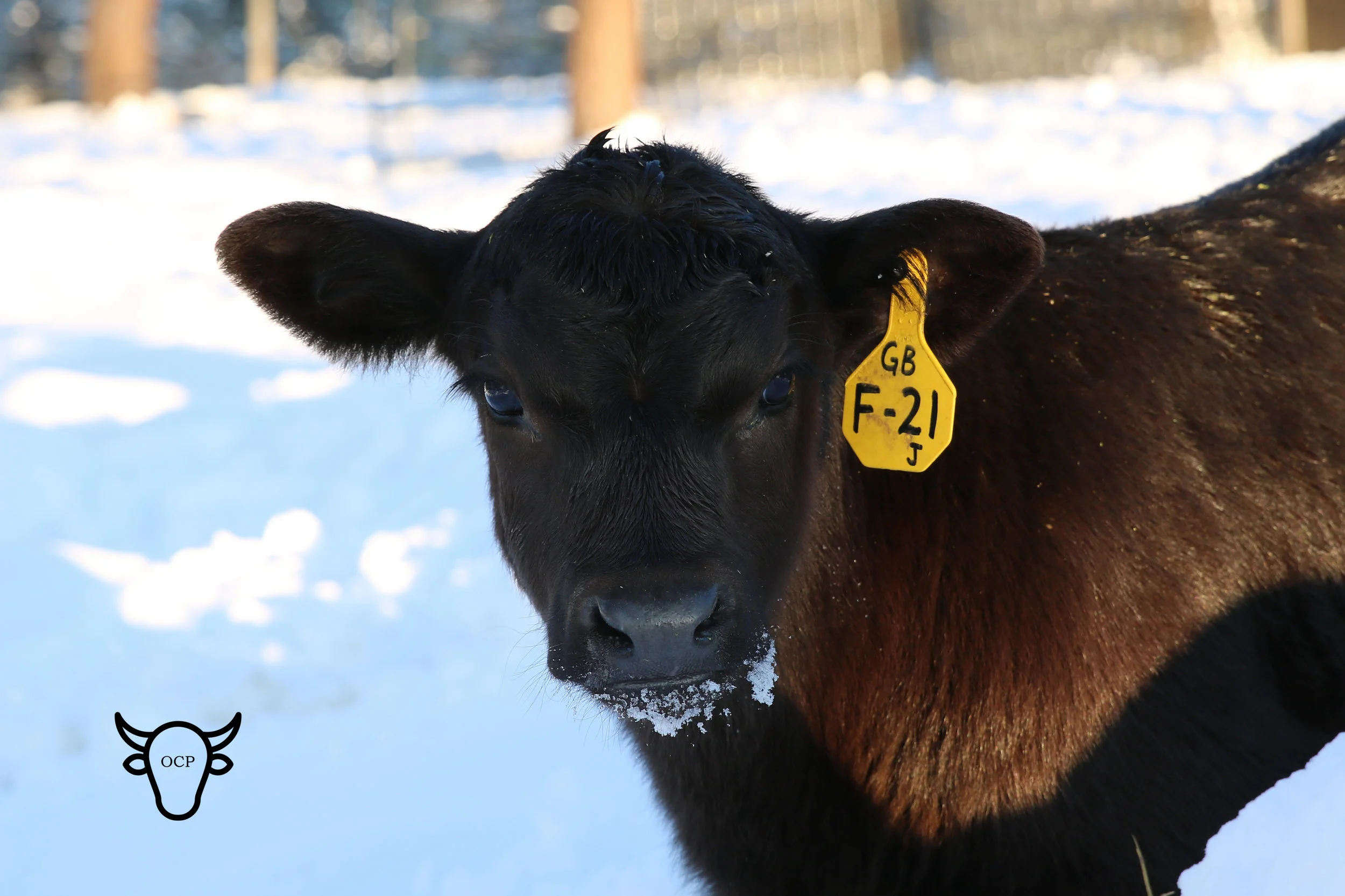 This is GB Limelight Mirage. He has matured into a very stout bull and is for sale at the ranch.