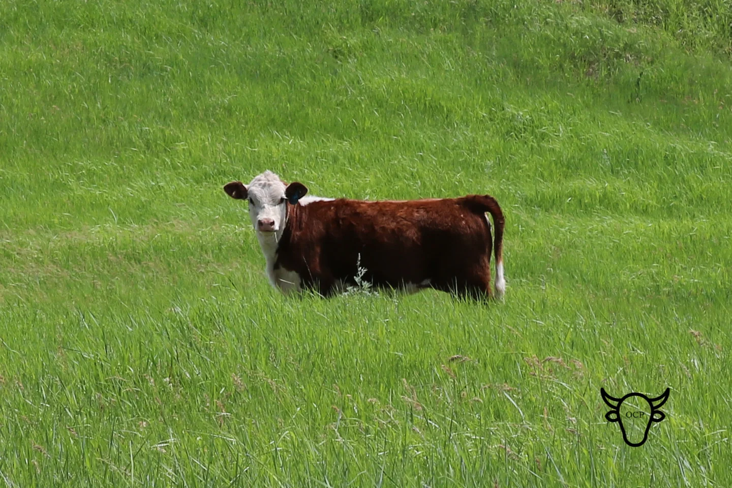Anna In The Grass