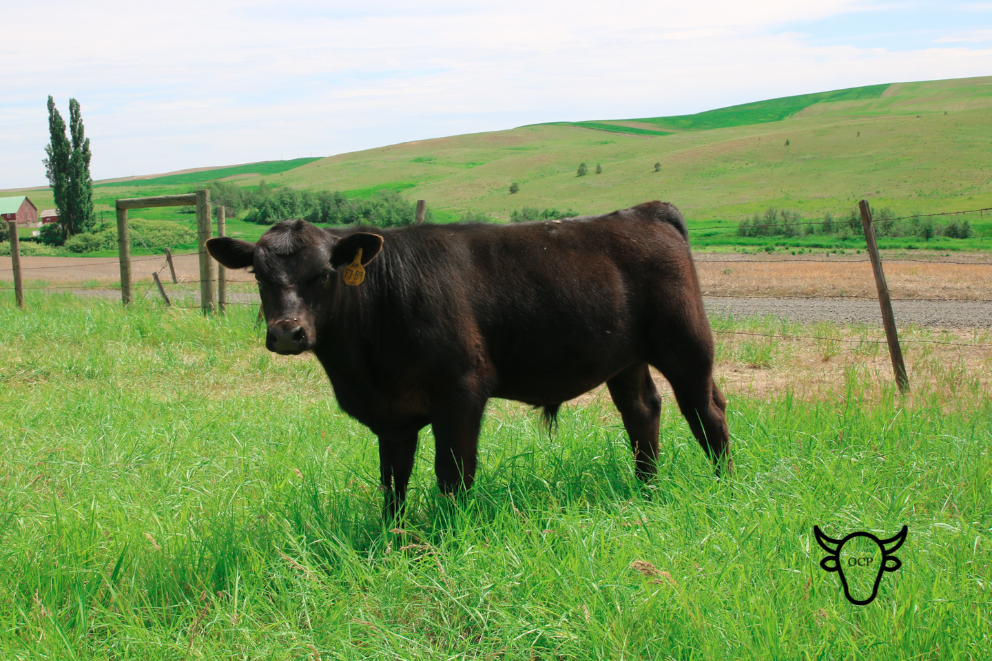 TBT 85 in early June 2018. These are meaty calves!