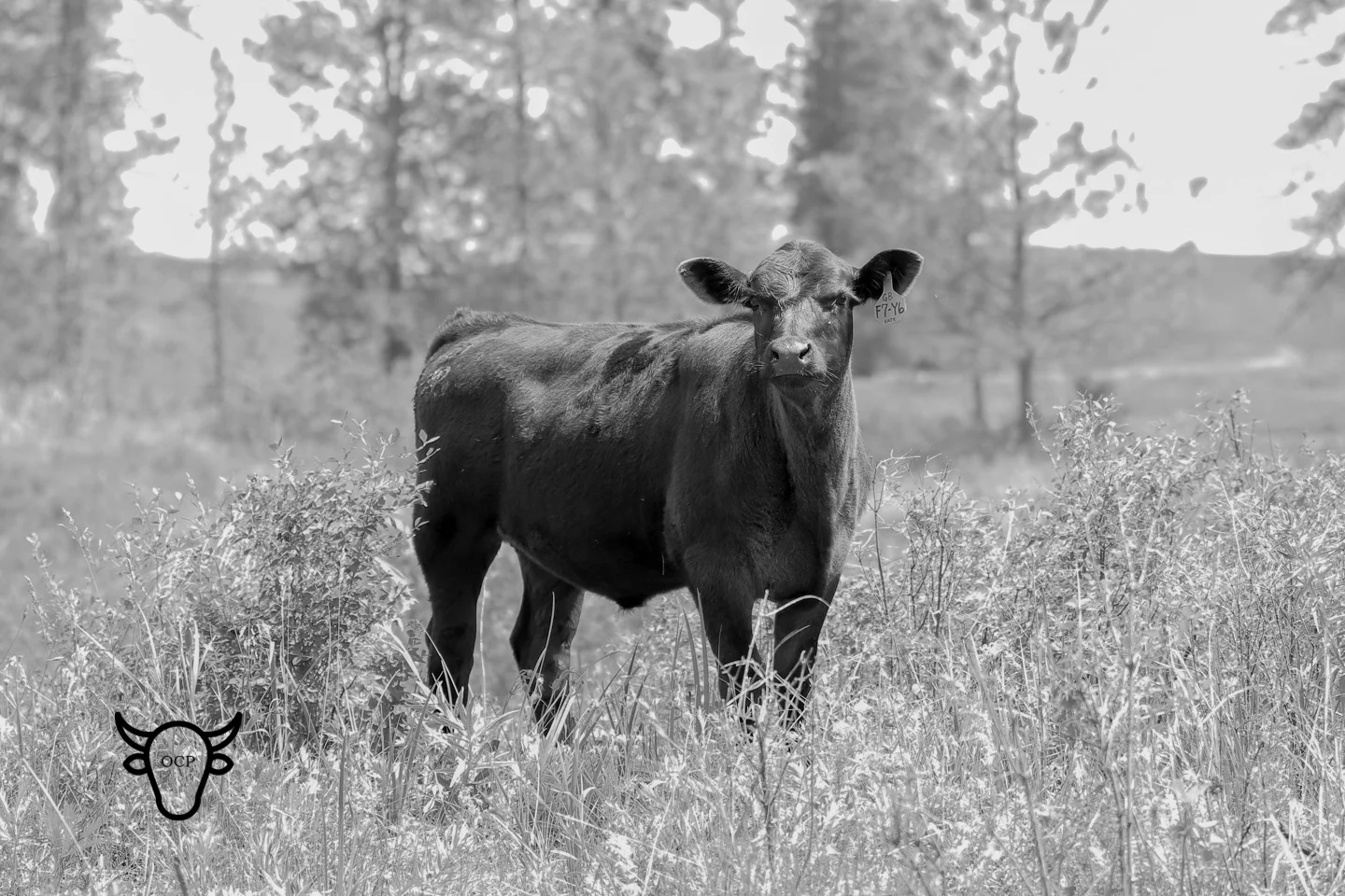 Flush sister to TBT 85 shown at at four months. What a great feminine look!