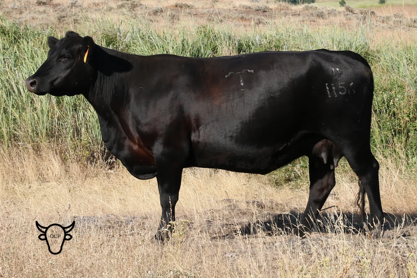 This picture was taken July 2018. She holds her body condition well while raising her own calves.