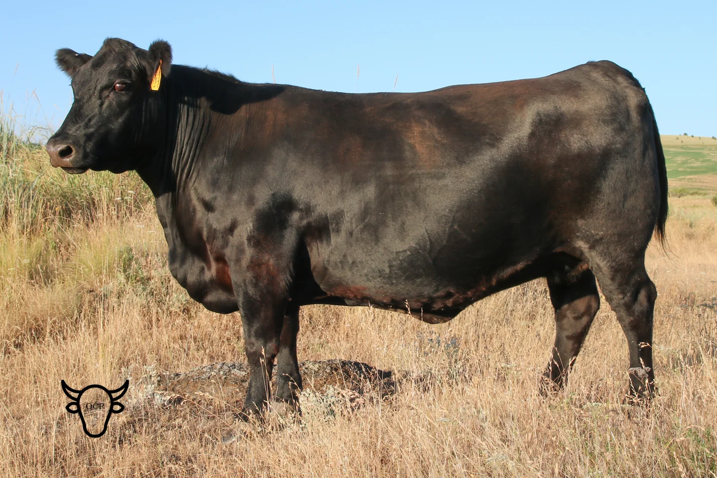 Dam of MBT Lot 297 - Schafer B Stone T Lady Y129 is one of the first Travel Ladies to be sold from Schafer Angus in California. She is the incredibly strong dam of these embryo calves. This picture was taken July 2018.