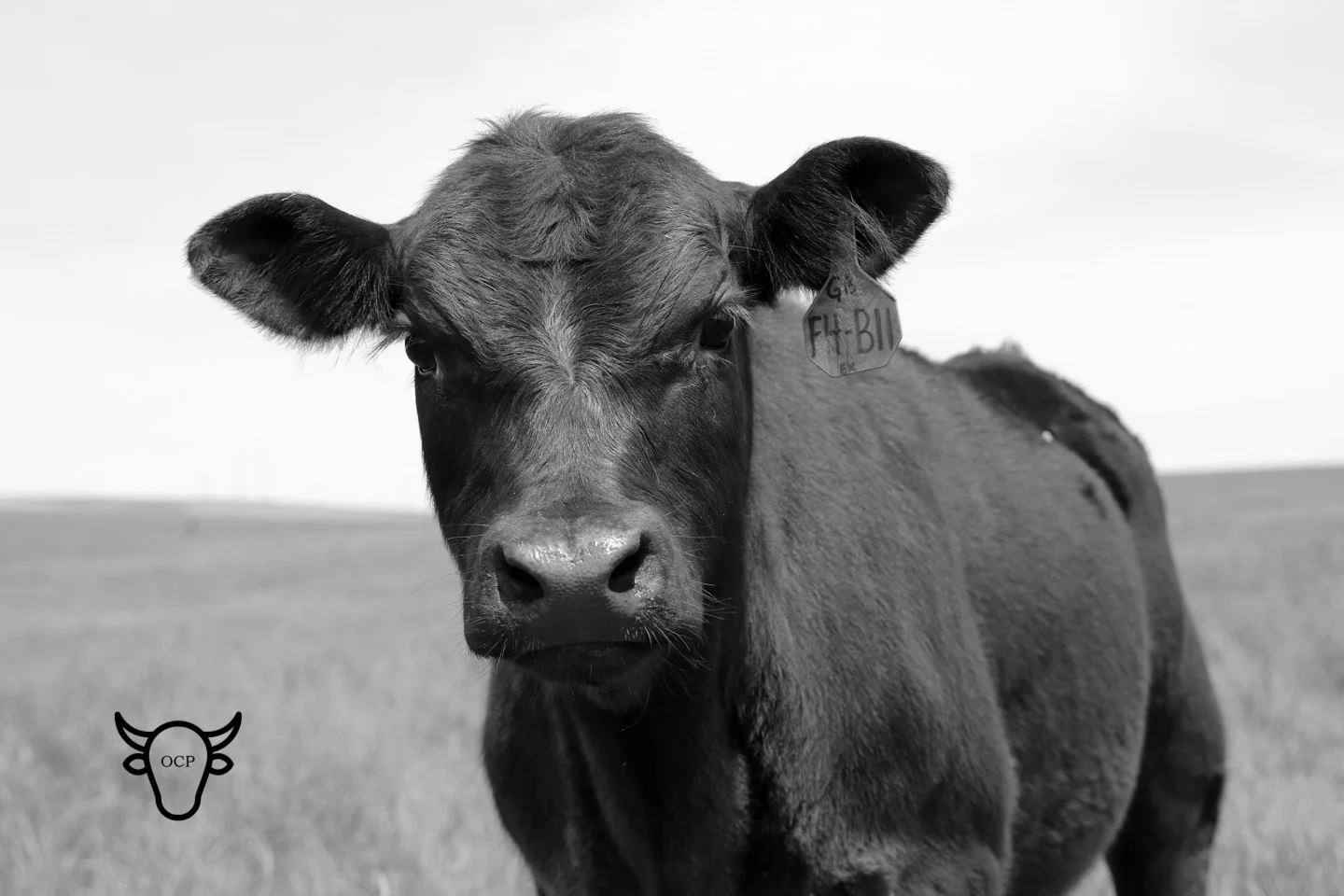 Flush brother to MBT 297 is all bull. He is being retained as a herd sire.