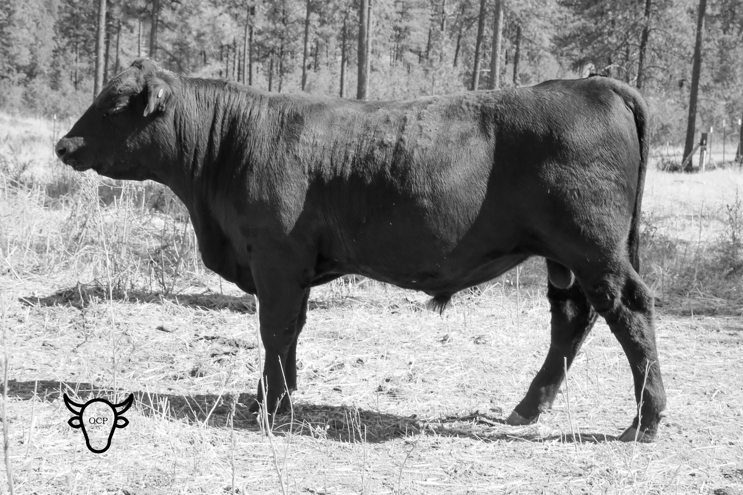 MBT 295 GB Southside Banshee is the product of Charlotte and Dietz. He weaned at nearly 800 pounds and has continued to blossom on test. He will be one to look for in April! Charlotte never disappoints with her wonderful bull calves.