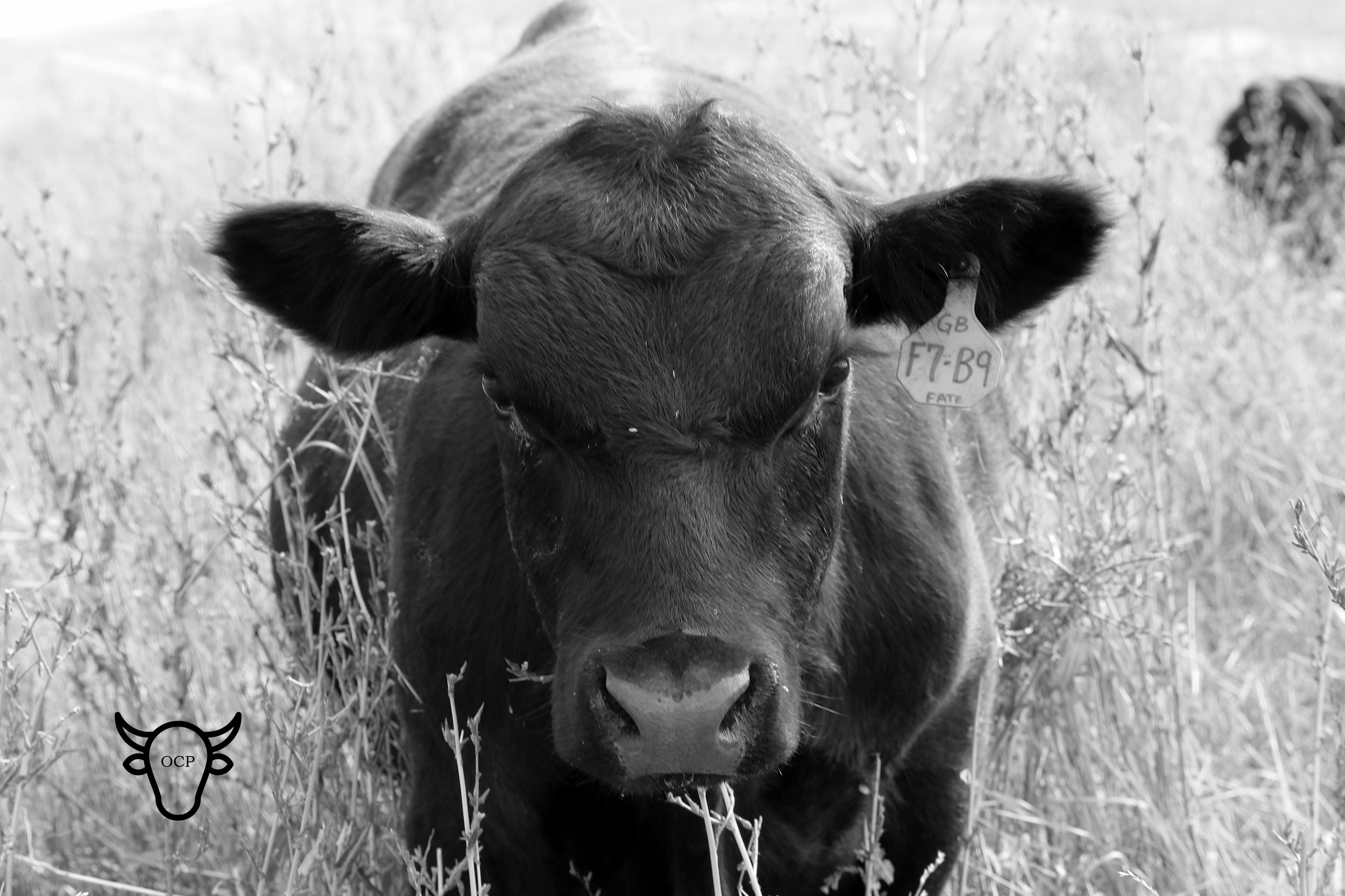 TBT 85 Flush brother and his awesome calving ease head. He is being retained as a herd sire for G&B Ranch.