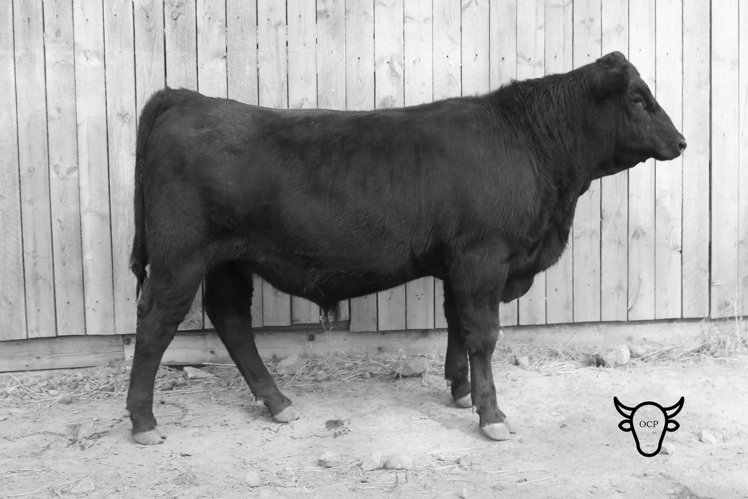 Treasure Bull Test lot 84 is GB Calvin Fury - taken in September 2018. He is a great blend of Quaker’s growth and Millie’s refined looks.