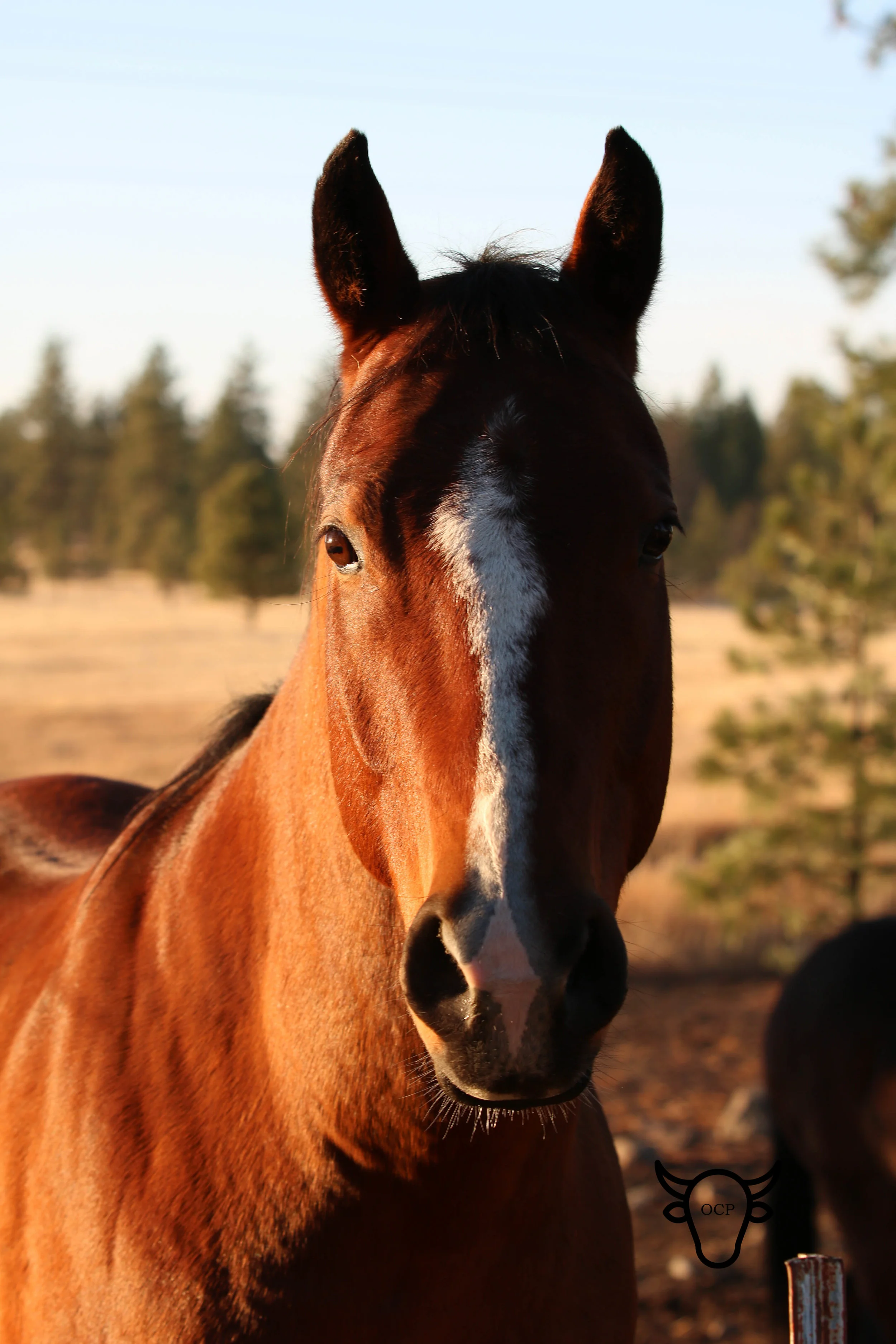 Cadet Says - I am not an Arabian!