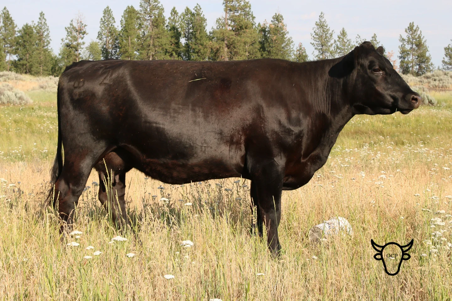 MBT 295’s powerful dam, M A Format 13-09. She has moved into our donor program after raising our herd’s best bull calves for four years in a row.