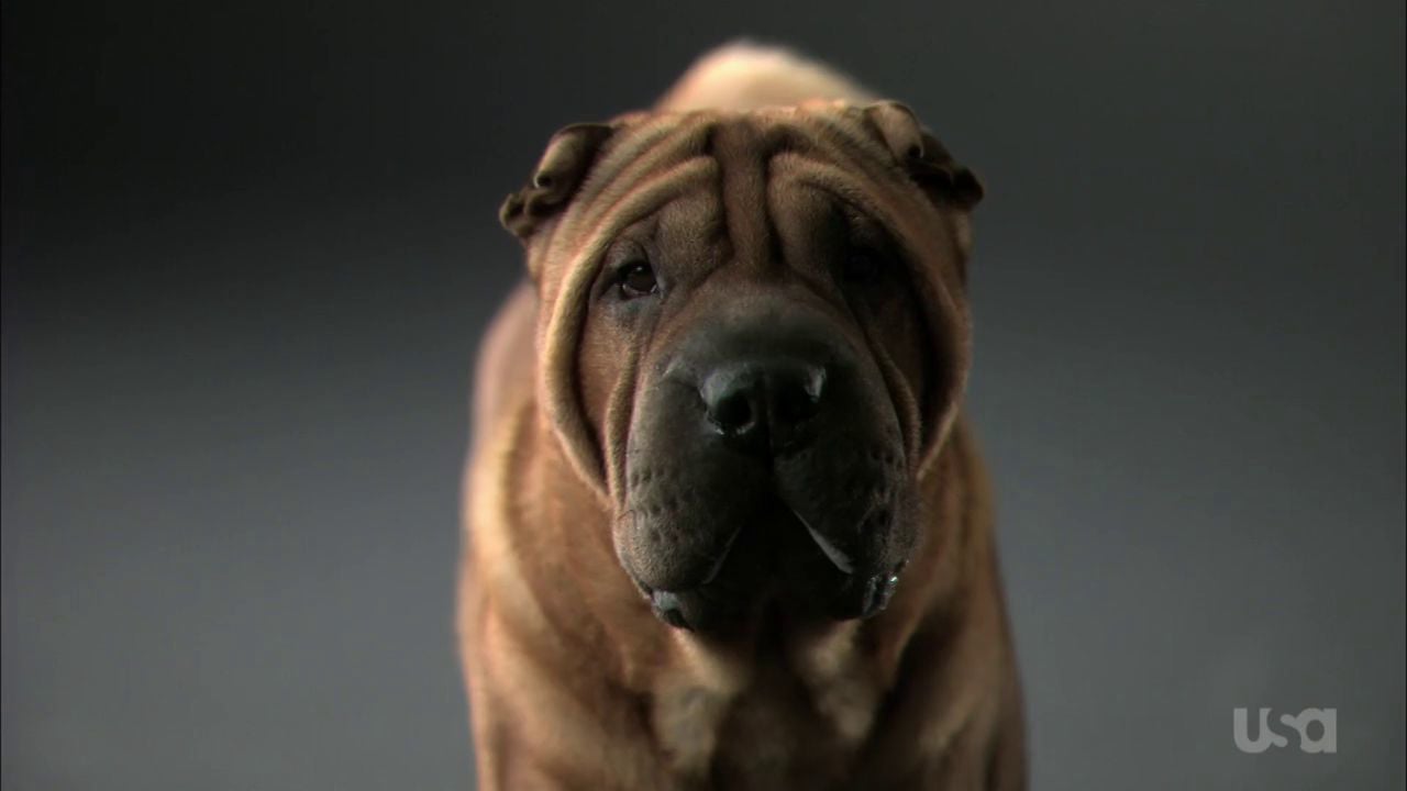 USA • WKC Tune In • "Do Dogs Dream?"