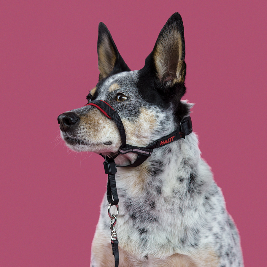 halti muzzle