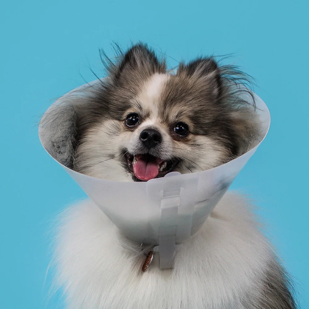 kvp dog cone