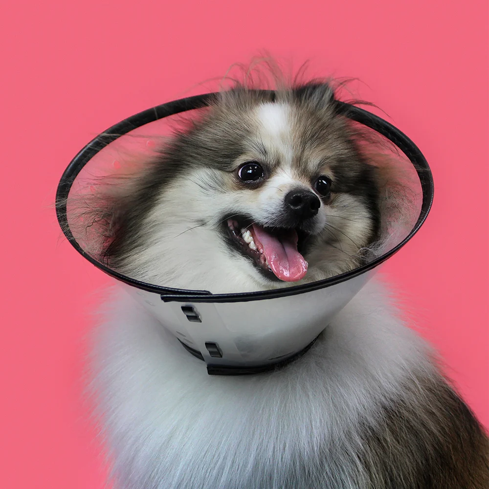 clear dog cone