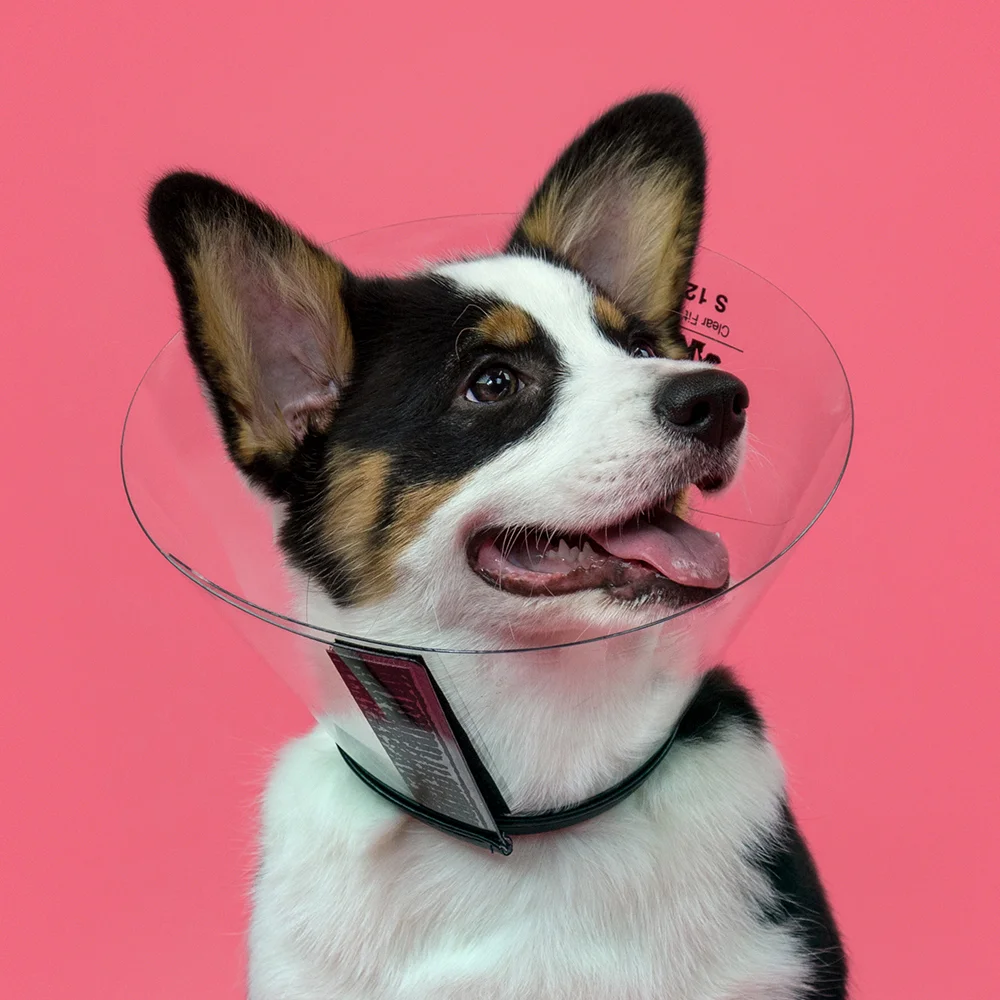 clear dog cone collar