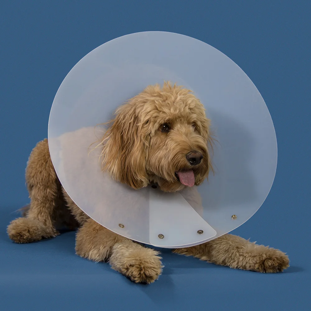kvp dog cone