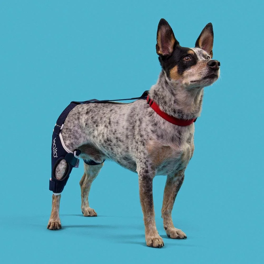 balto dog knee brace