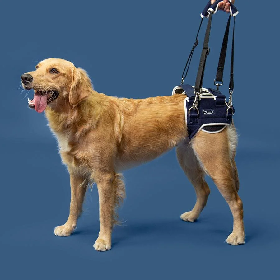 dog hip support brace