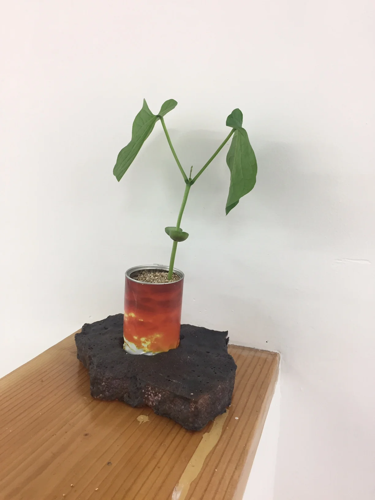 Alexandra Schinas, In the ecological crisis, apologies are too late (and rendered ineffective) , 2013