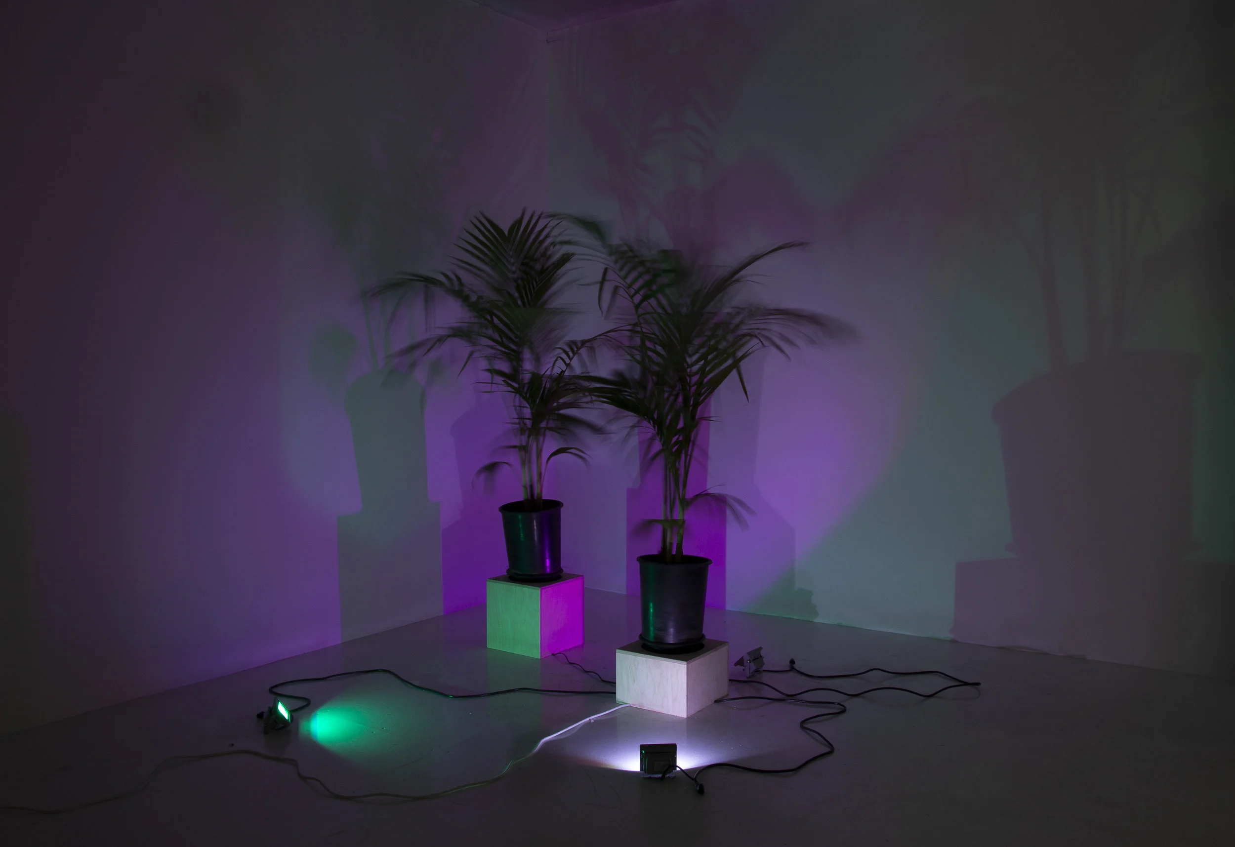  Trevor Yeung,  Initial Ritual of Mr. Butterflies , 2015 