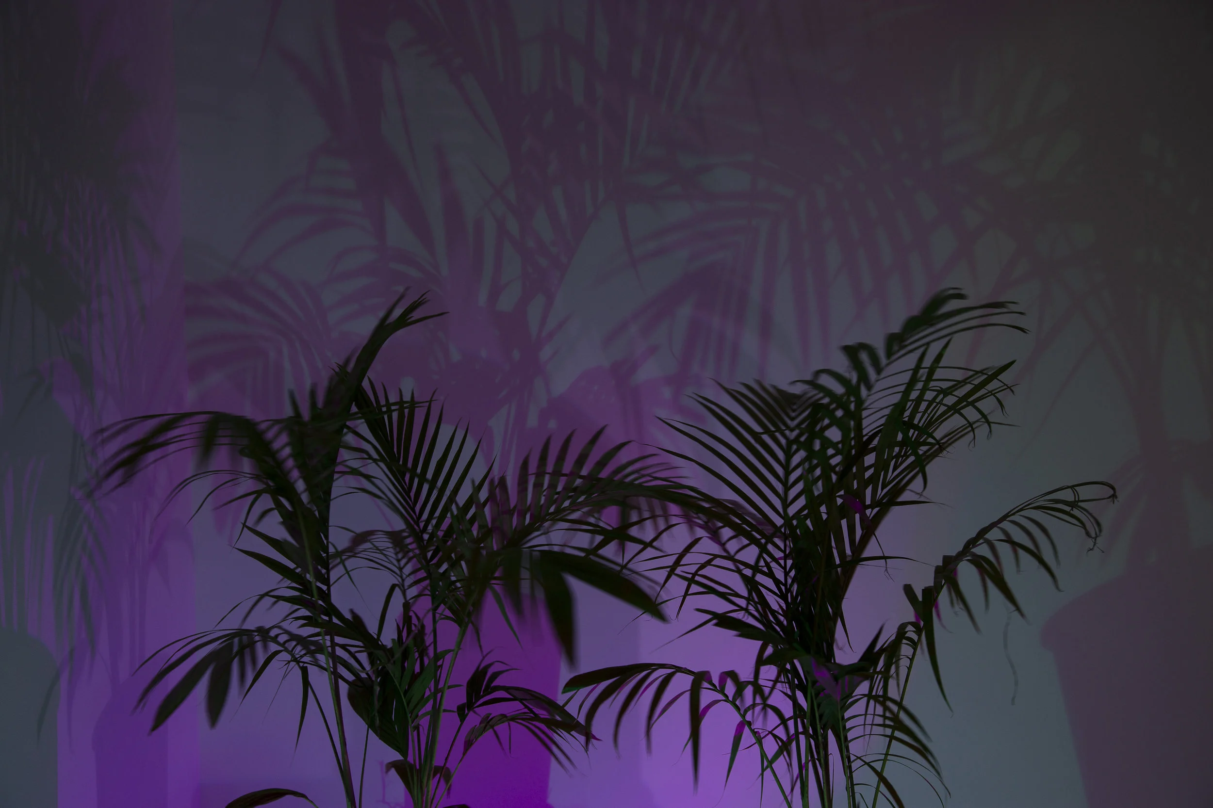  Trevor Yeung,  Initial Ritual of Mr. Butterflies  (detail), 2015 