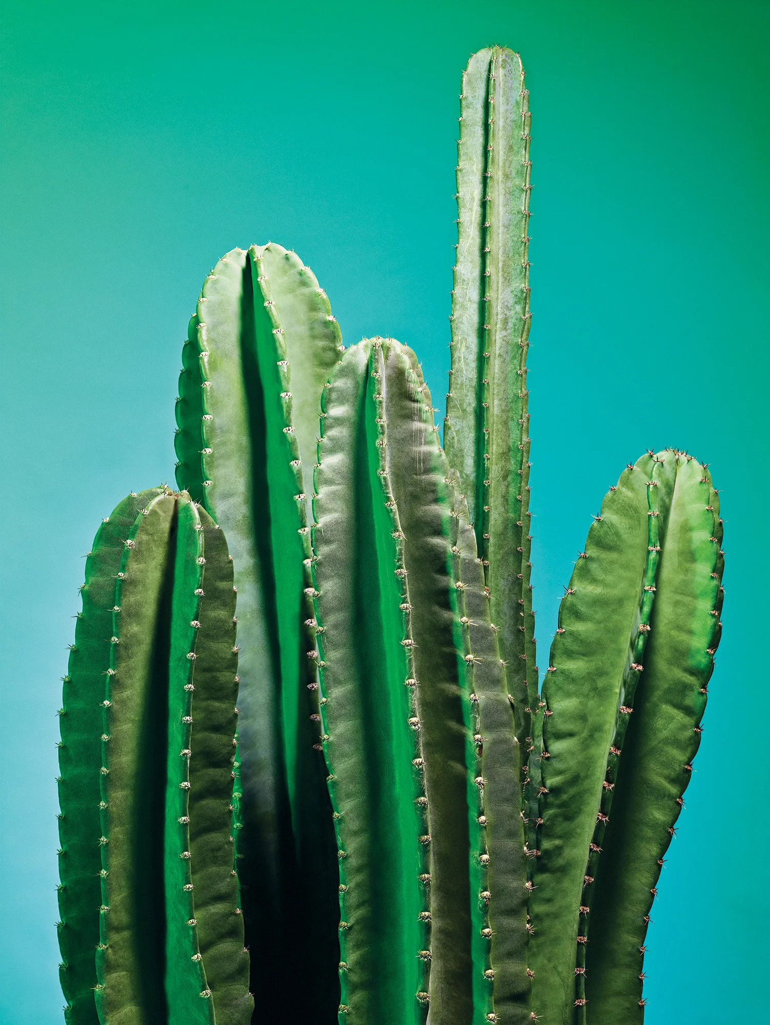 Atlanta-Magazine_Cactus&Wine692265_updated.jpg