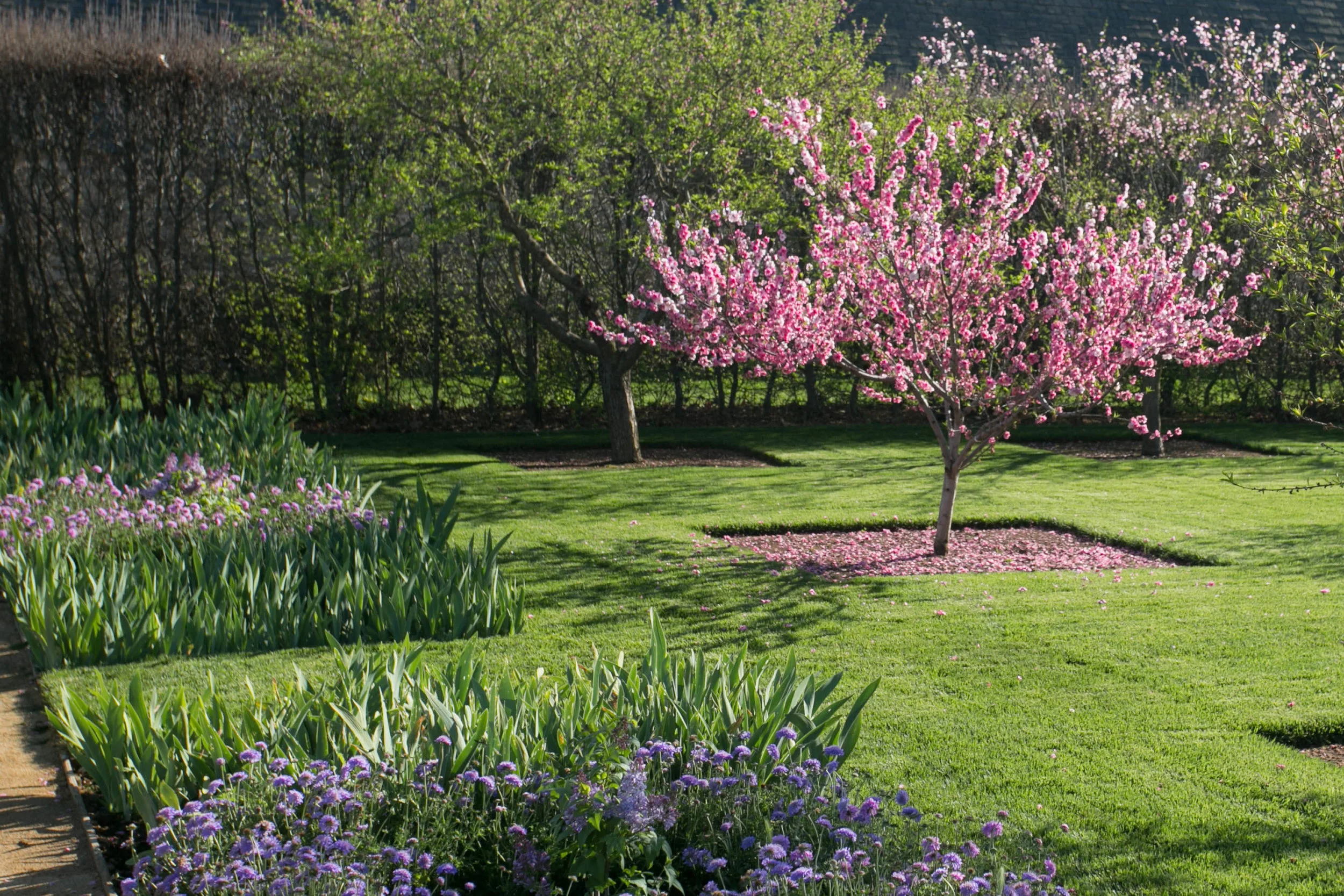 Peach orchard in the Garden