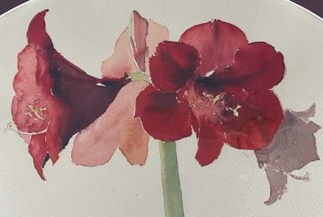 SallyBlakeHooffAmaryllis2025b.jpeg (Copy)