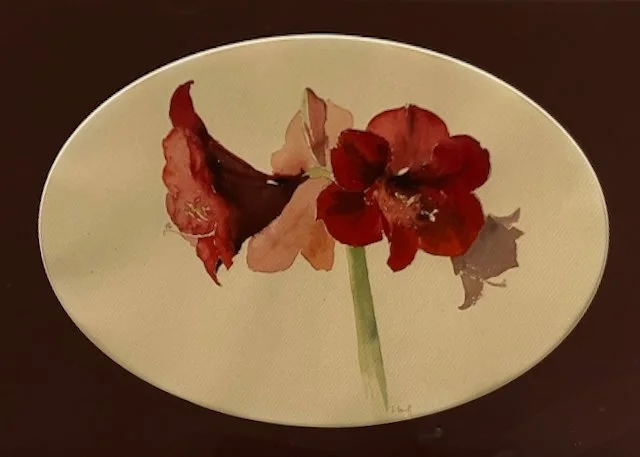 SallyBlakeHooffAmaryllis2025d (1).jpeg (Copy)