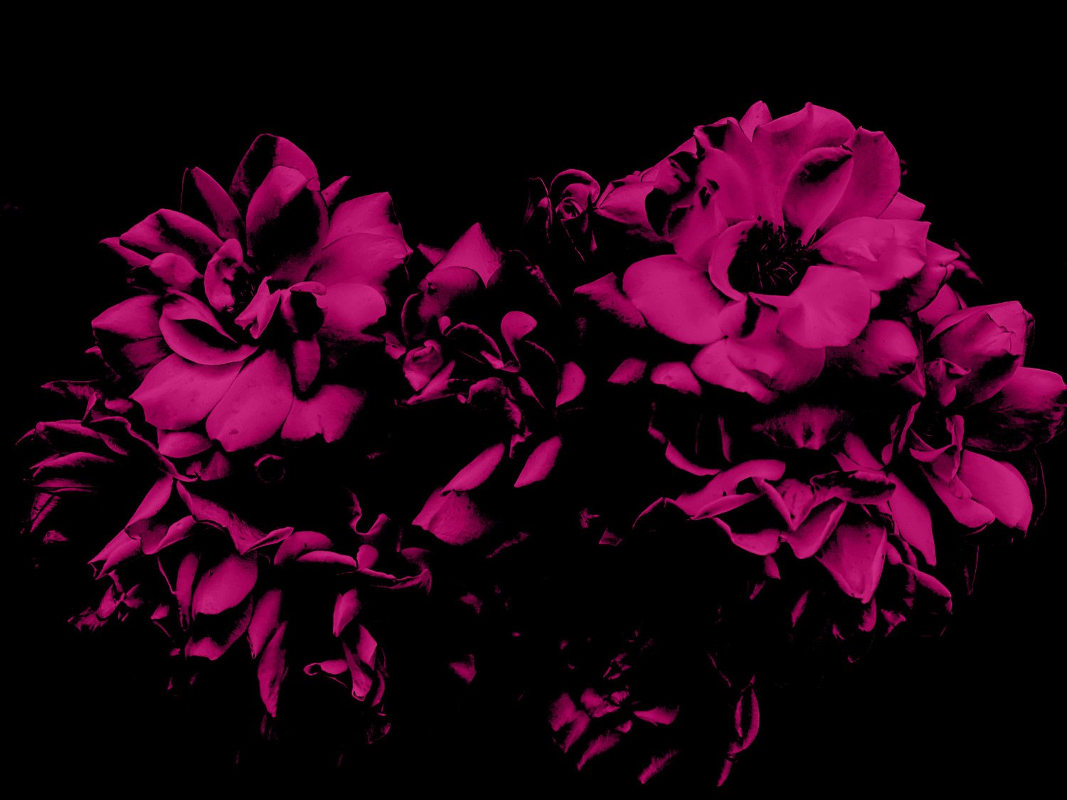 Roses2.jpg