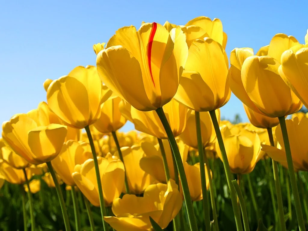 Tulips Back.jpg