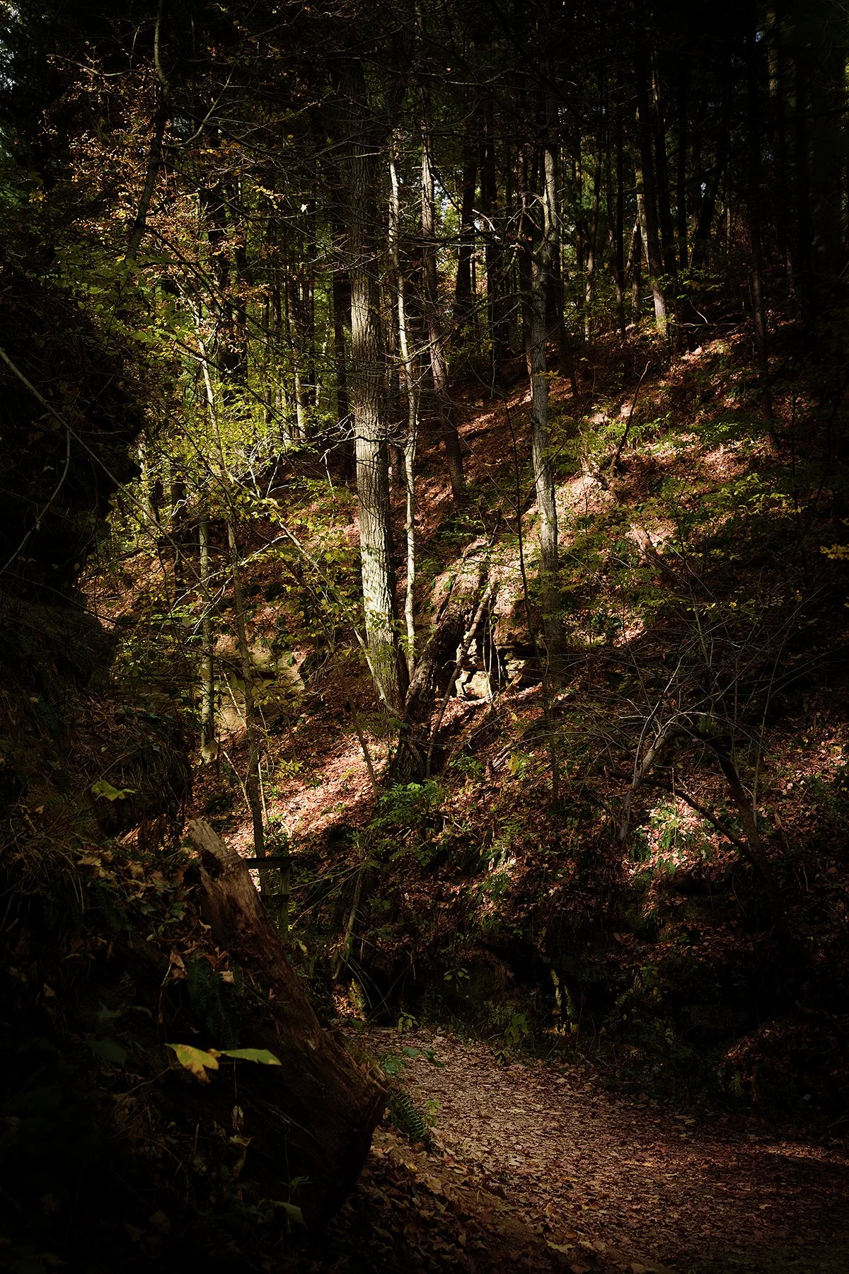 Wildcat Den Trail #2 (Copy)