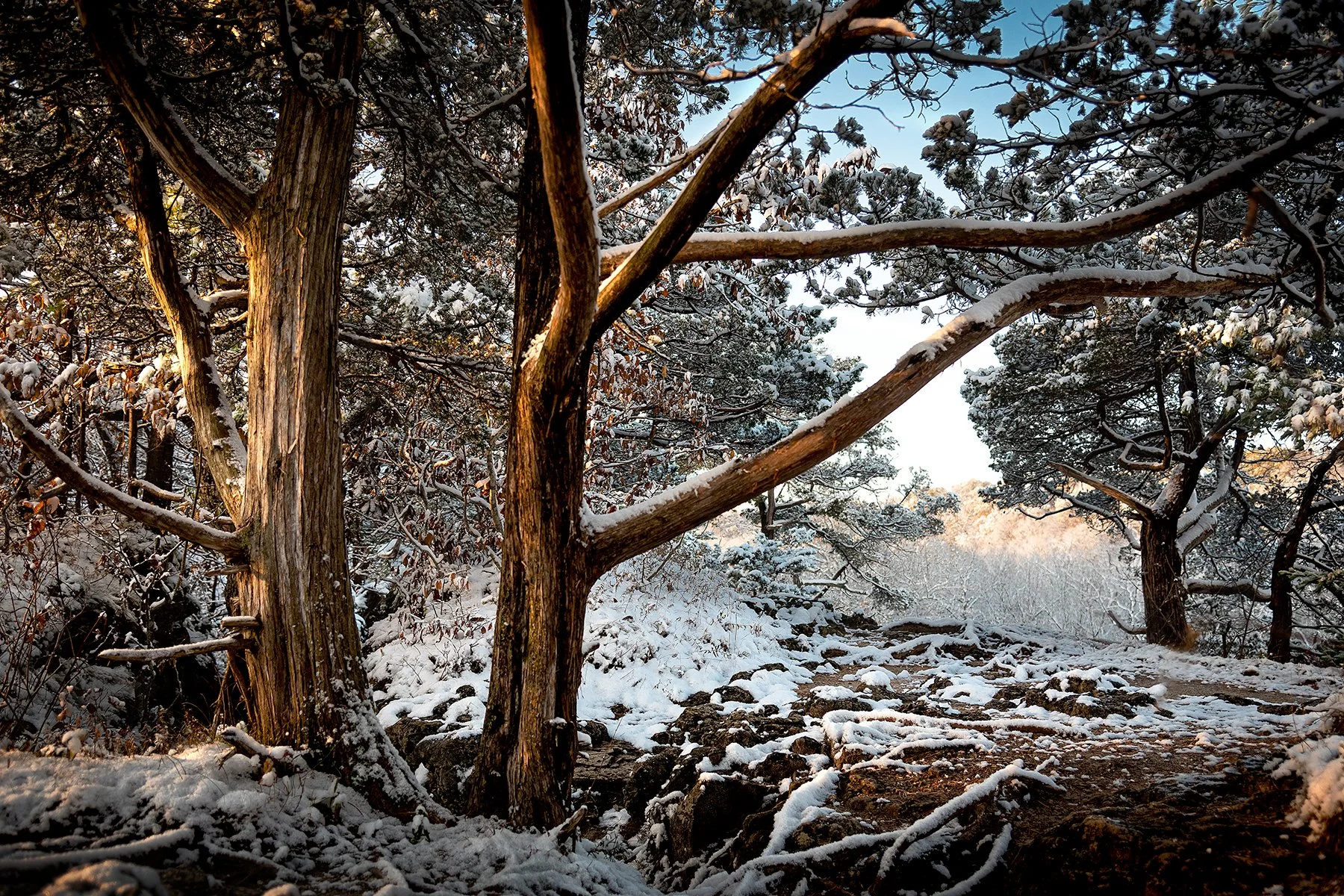 Backbone Cedar Trees in  Morning Snow  (Copy)