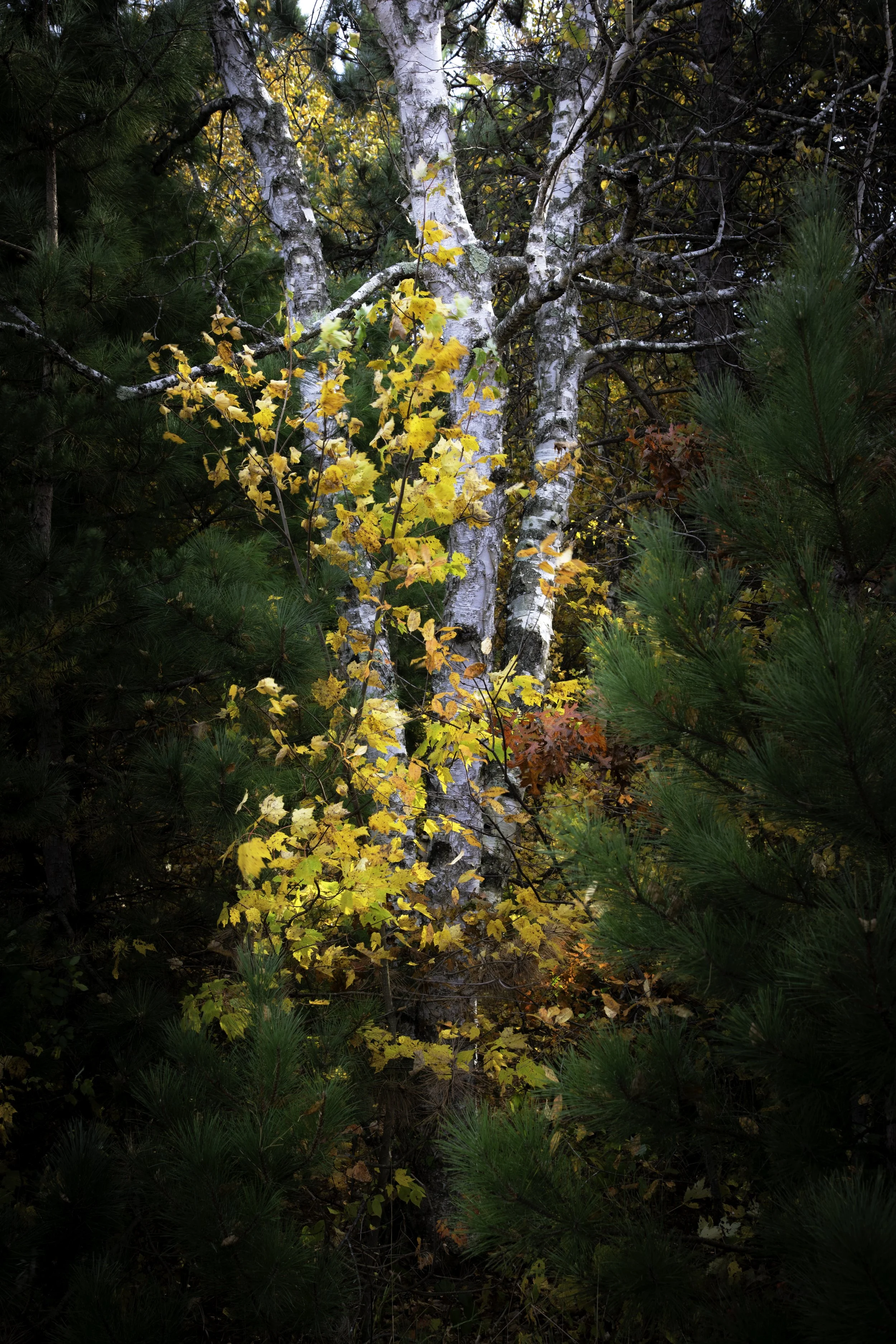 Birch Trees in Fall #1 (Copy)