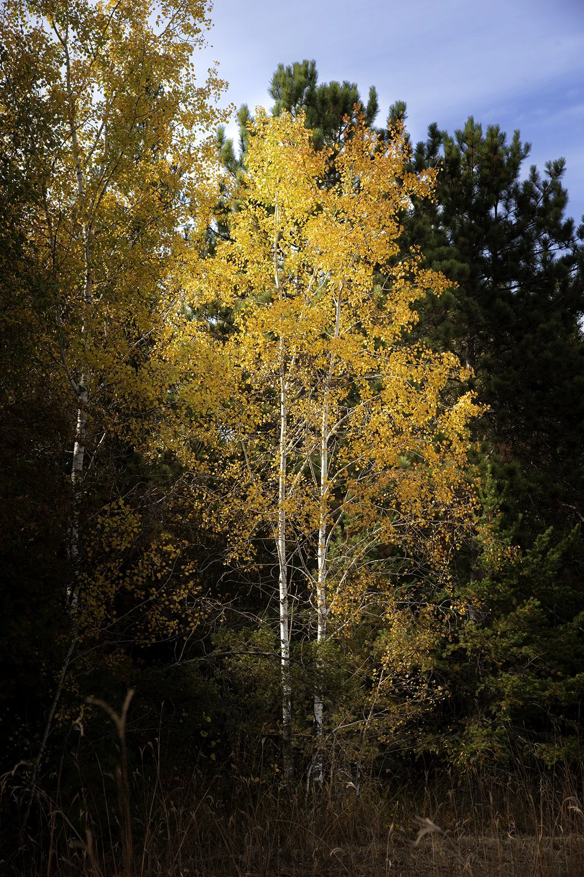 Birch Tree in Fall #2 (Copy)