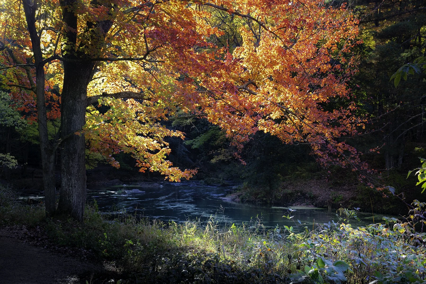 Red Leaves over Stream  (Copy)