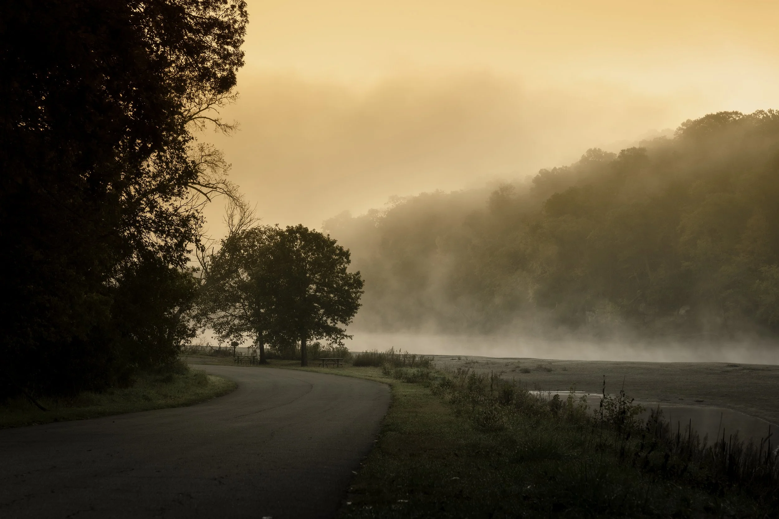 The Cedar in Early Morning Fog (Copy)