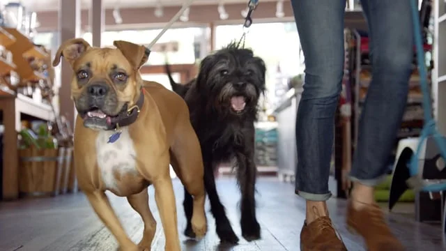 CopperPoint Insurance Companies - Groomer