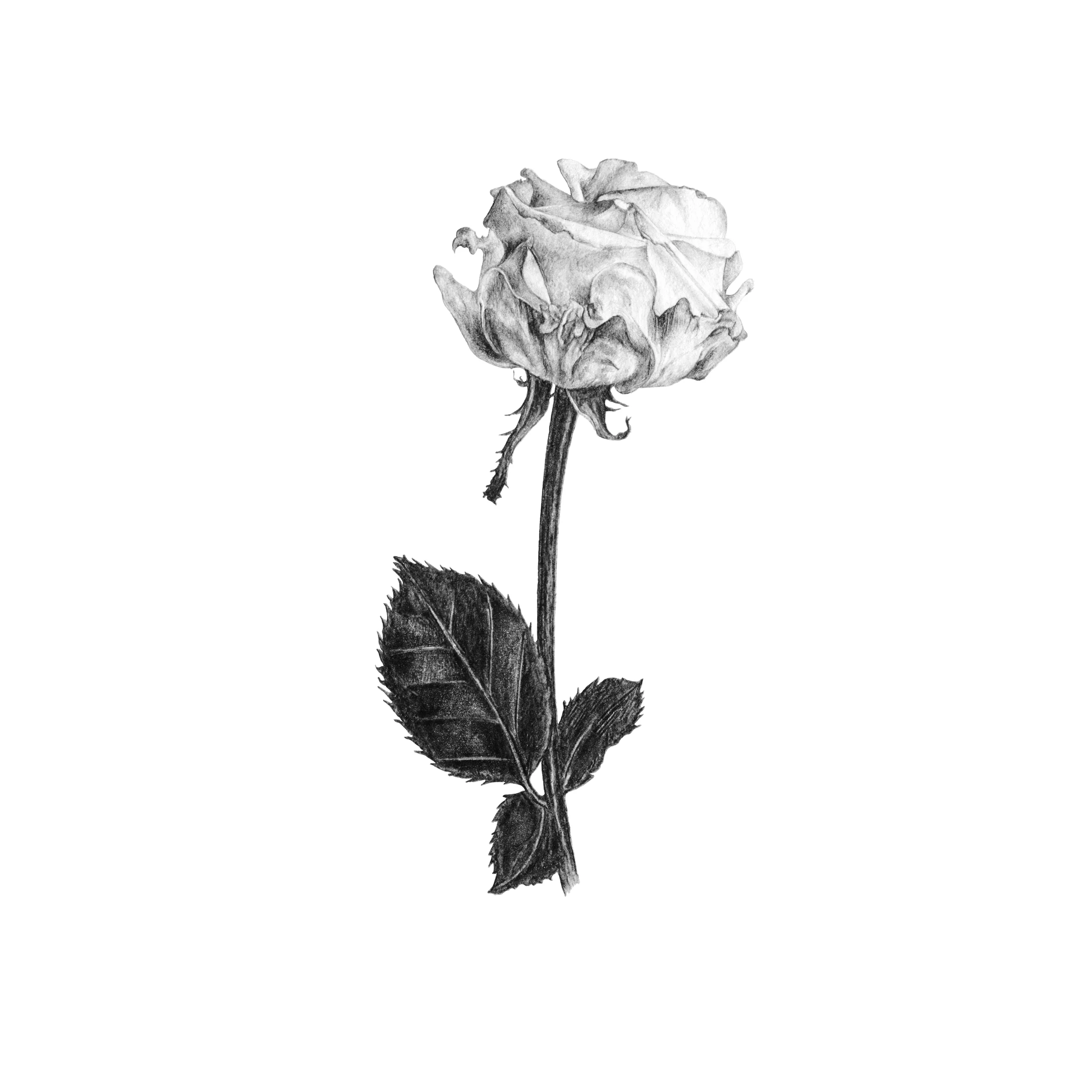 Rose.jpg