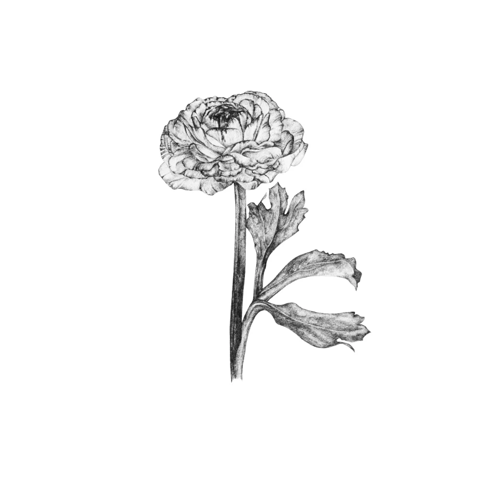 Ranunculus.jpg