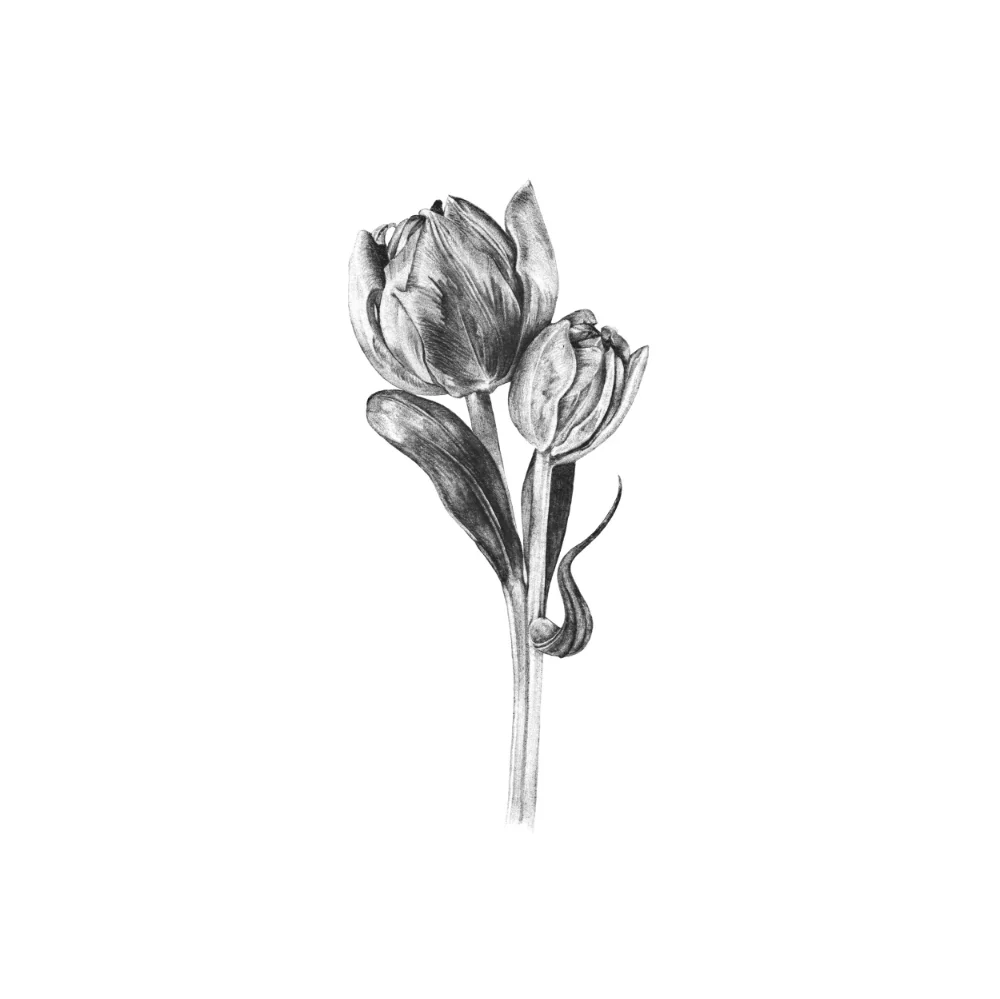 Tulip.jpg