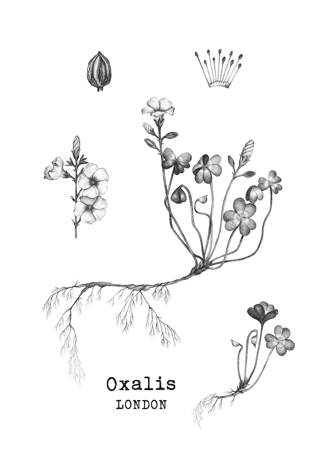 A5 page of botanicals drawn for a new restaurant Oxalis London .