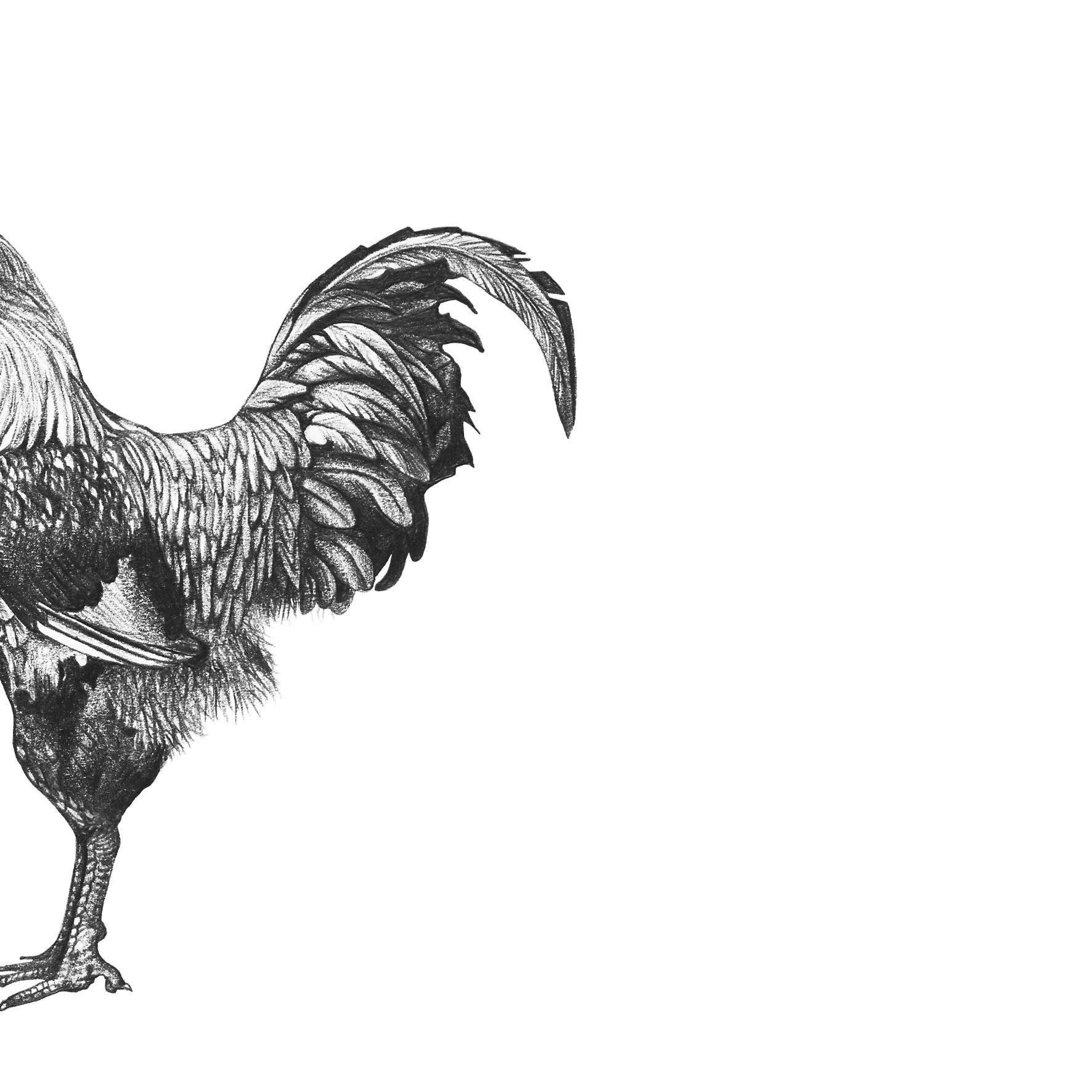 15x15cm300dpi_Cockerel.jpg