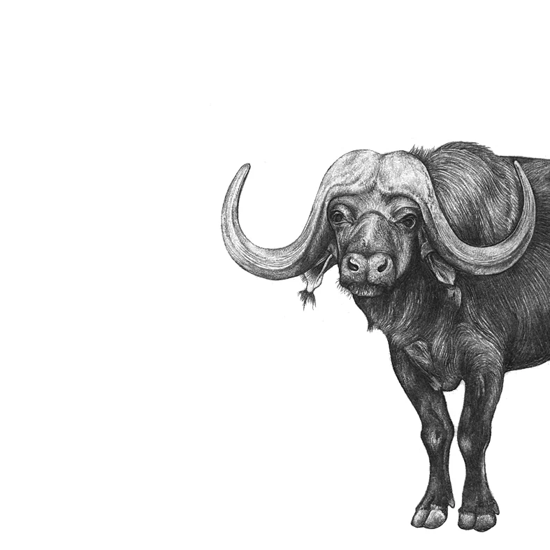 LaleGuralp_Buffalo.jpg